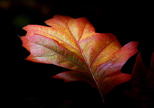 maroon and yellow leaf HD wallpaper