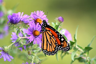 selective-focused photography of brown butterfly, aster, england HD wallpaper