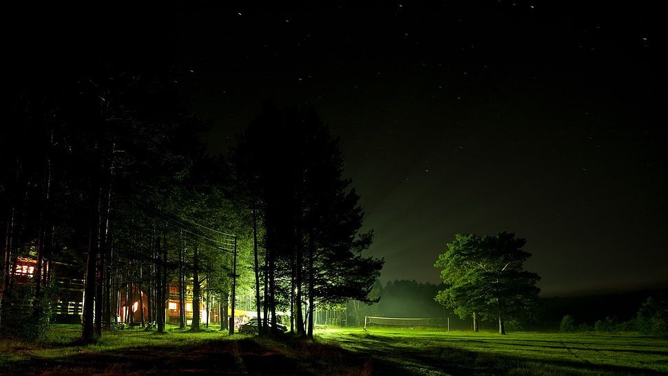 green leafed trees, night HD wallpaper