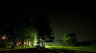 green leafed trees, night