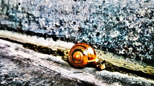 brown and black snail, snail, nature, animals