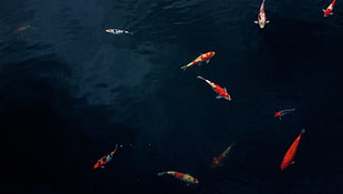 Koi fish on pond during daytime HD wallpaper