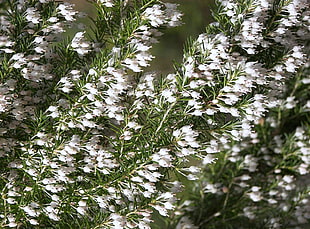 white petaled flowers photo HD wallpaper