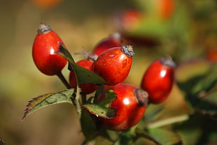 closeup photography of red fruit