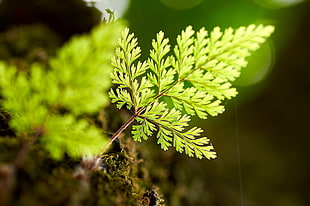 shift lens photography of green leaf