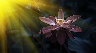 pink lotus flower, red flowers HD wallpaper