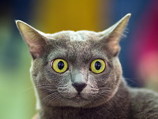 shallow focus photography of gray cat during daytime HD wallpaper
