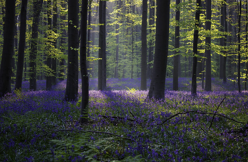 purple flowers bellow high rise trees HD wallpaper