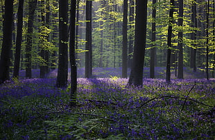 purple flowers bellow high rise trees