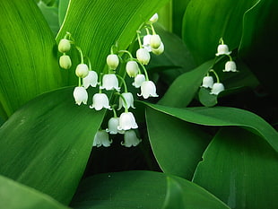 white Lily of the Valley flowers in bloom at daytime HD wallpaper