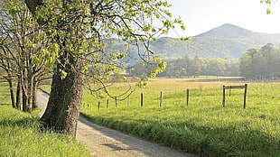 tree near footway and green grass field