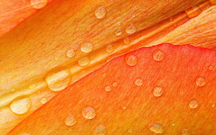 Petals,  Flower,  Drops,  Bright HD wallpaper