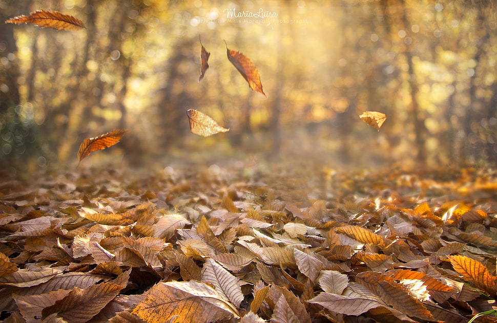 dried leaves, fall, nature, leaves, depth of field HD wallpaper