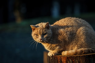 orange tabby cat on top of wood log HD wallpaper