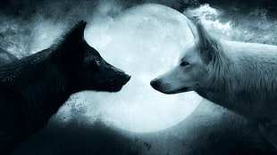 moon between black and white wolves HD wallpaper