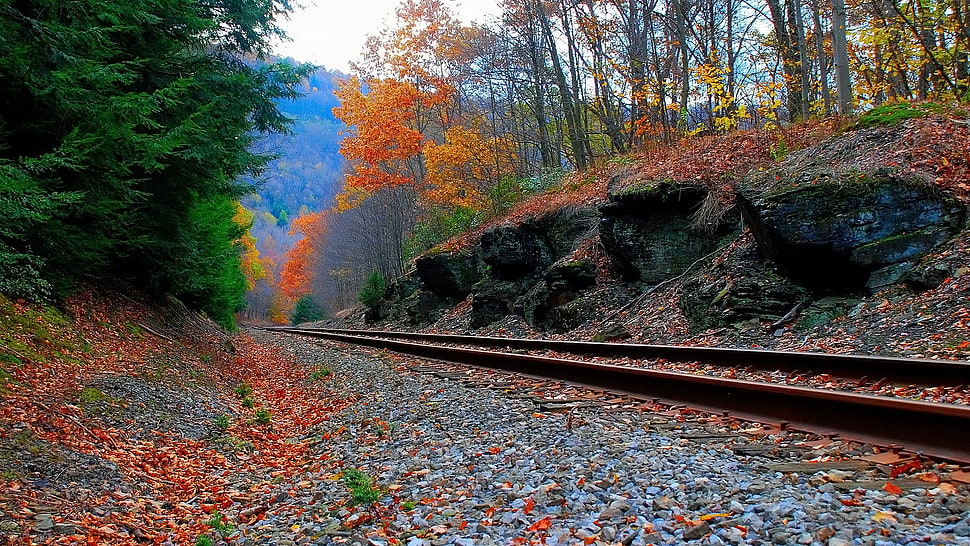 train rails surrounded with trees during daytime, railway, landscape, trees, rock HD wallpaper