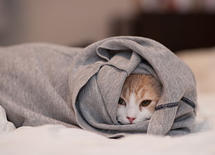 depth of field photo of orange tabby cat covered with gray textile on white textile