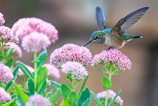 close up photo of humming bird