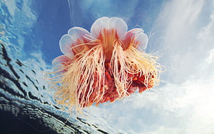 pink and white jelly fish