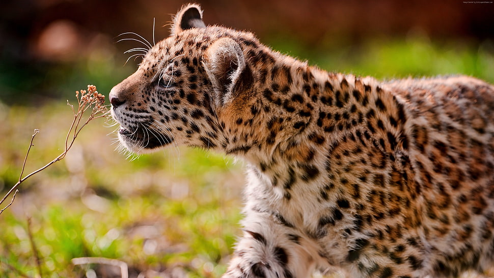 leopard smelling flower HD wallpaper