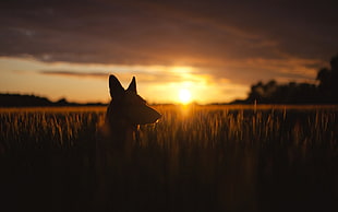 short-coated brown dog, animals, dog, nature, sunset