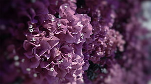 pink clustered flowers in closeup photo