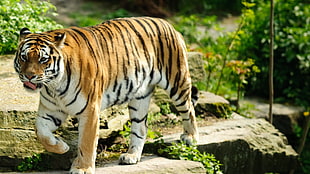 tiger walking in rock