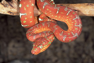 selective focus photography of red and orange python