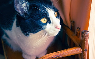 tuxedo cat next to window