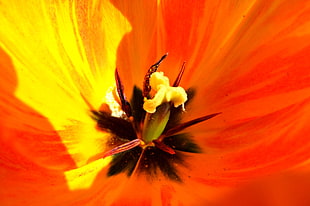 close up photography of orange petaled flowers HD wallpaper
