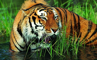wild photography of Tiger on body of water with grasses