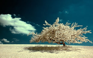 white leafed tree during day time HD wallpaper