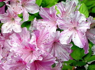 close-up photography of pink petaled flowers