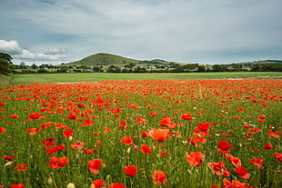 red Poppy field near mountain under cloudy sky at daytime HD wallpaper