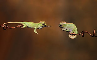 two green chameleons, animals, chameleons, reptiles, branch HD wallpaper