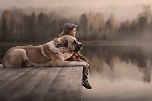 adult brown Saint Bernard, dog, river, trees, looking away