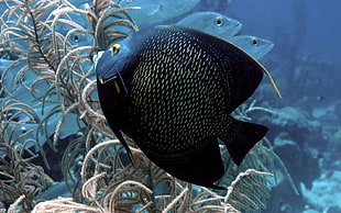 black and blue fish