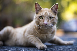 photography of orange tabby cat HD wallpaper