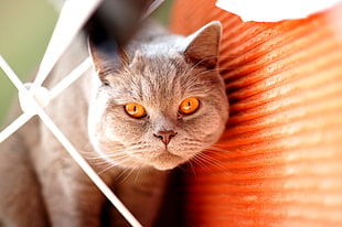 gray Cat posing HD wallpaper