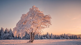 white and brown tree, trees, winter, snow, landscape