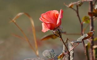 shallow focus photograph of pink rose