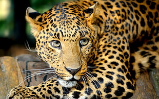 close up photography of Leopard animal