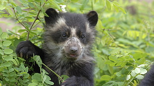black bear