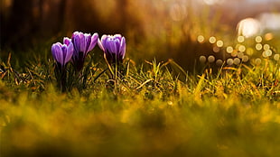 red and yellow petaled flowers, flowers, grass, crocus, purple flowers HD wallpaper