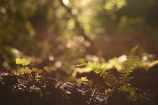 closeup photo of fern plant HD wallpaper