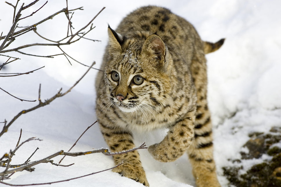 photo of bobcat HD wallpaper