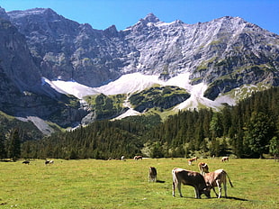 landscape photo of grasslands near mountains, tirol, scharnitz, achensee, austria