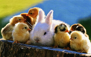 flock of chicks and one white bunny, baby animals, rabbits, chickens, birds