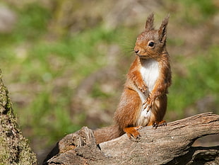 brown squirrel on brown log
