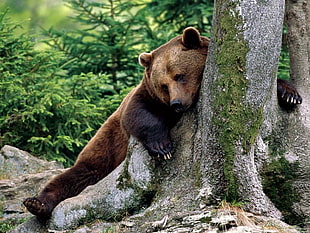 brown bear laying on gray tree